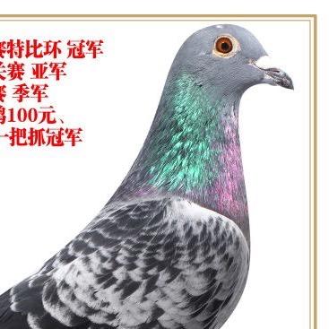 信鸽养功交流