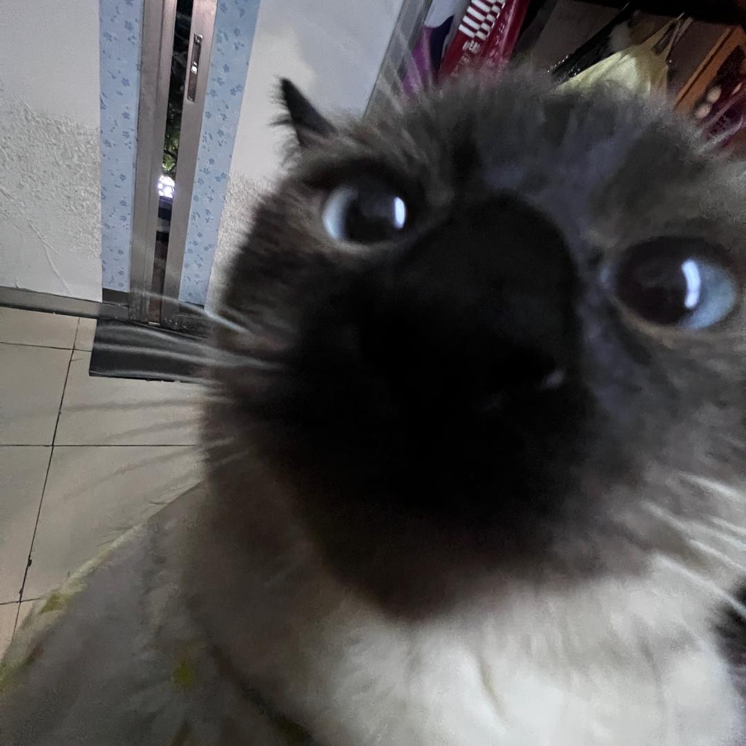 薯角大王