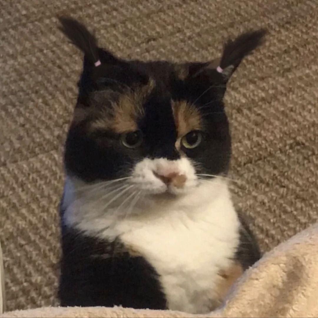 ✩⁺₊✩☽⋆🦈🦁⋆☾✩⁺₊✩