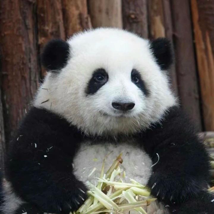 绝对黑皮诺