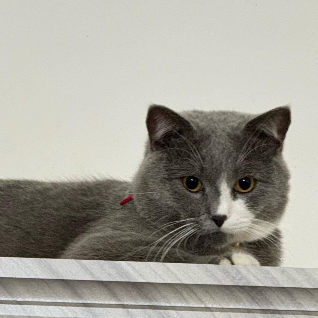 猫吃鱼