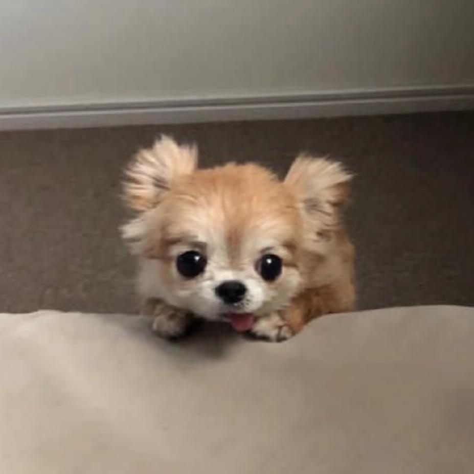 fifi