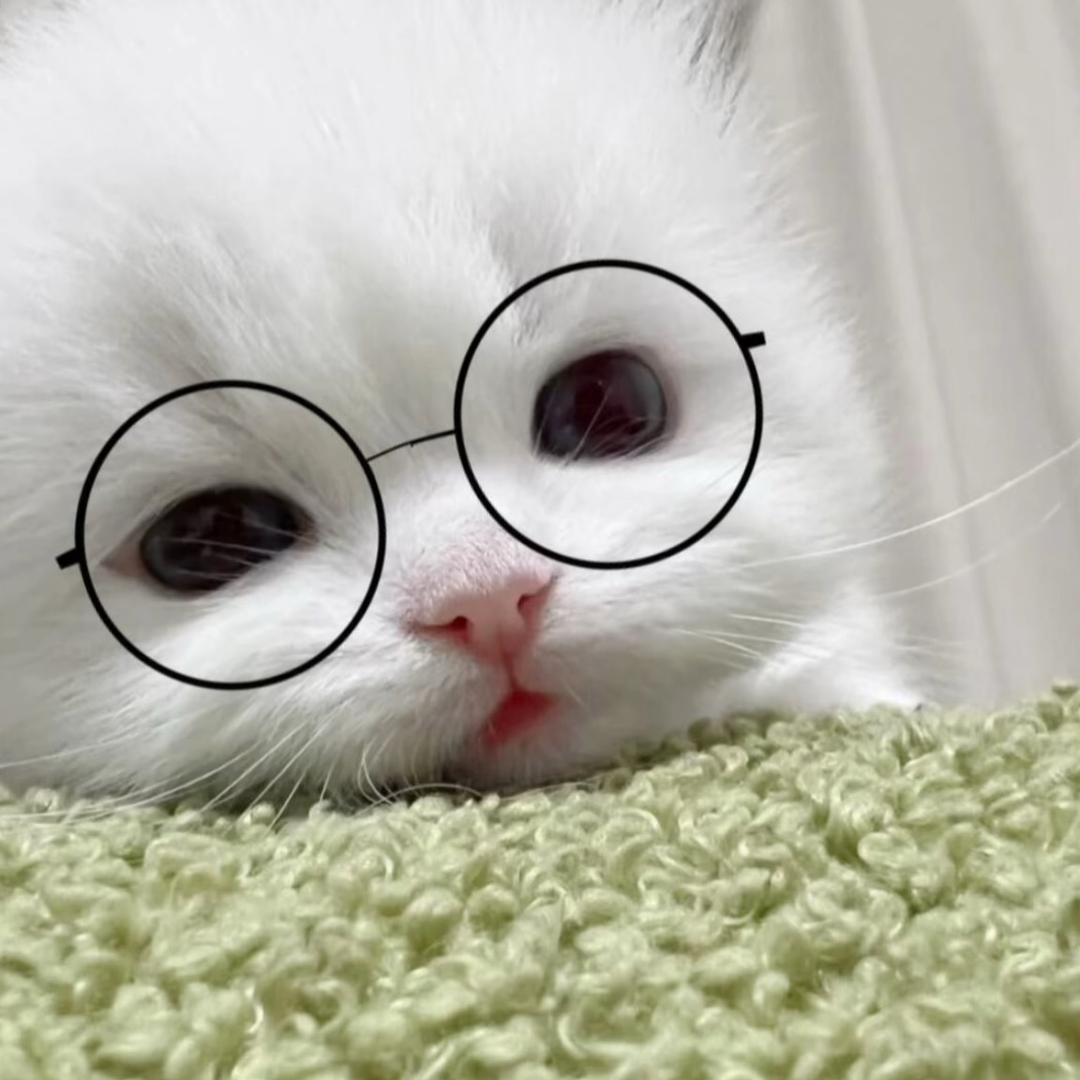 (>^ω^<)