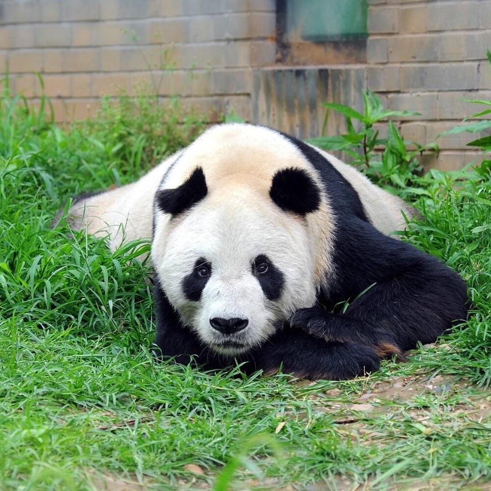 鲲头像