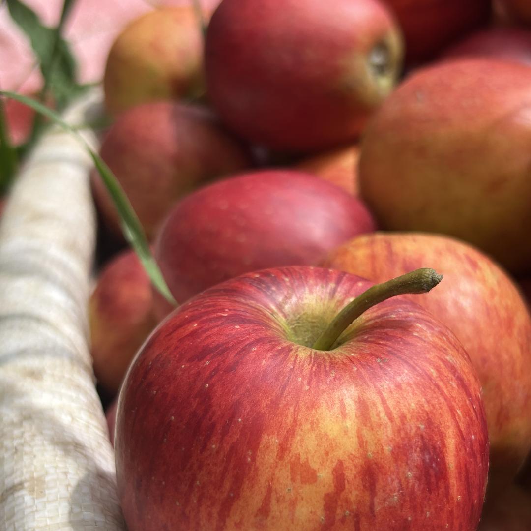 天星闪亮农产优选