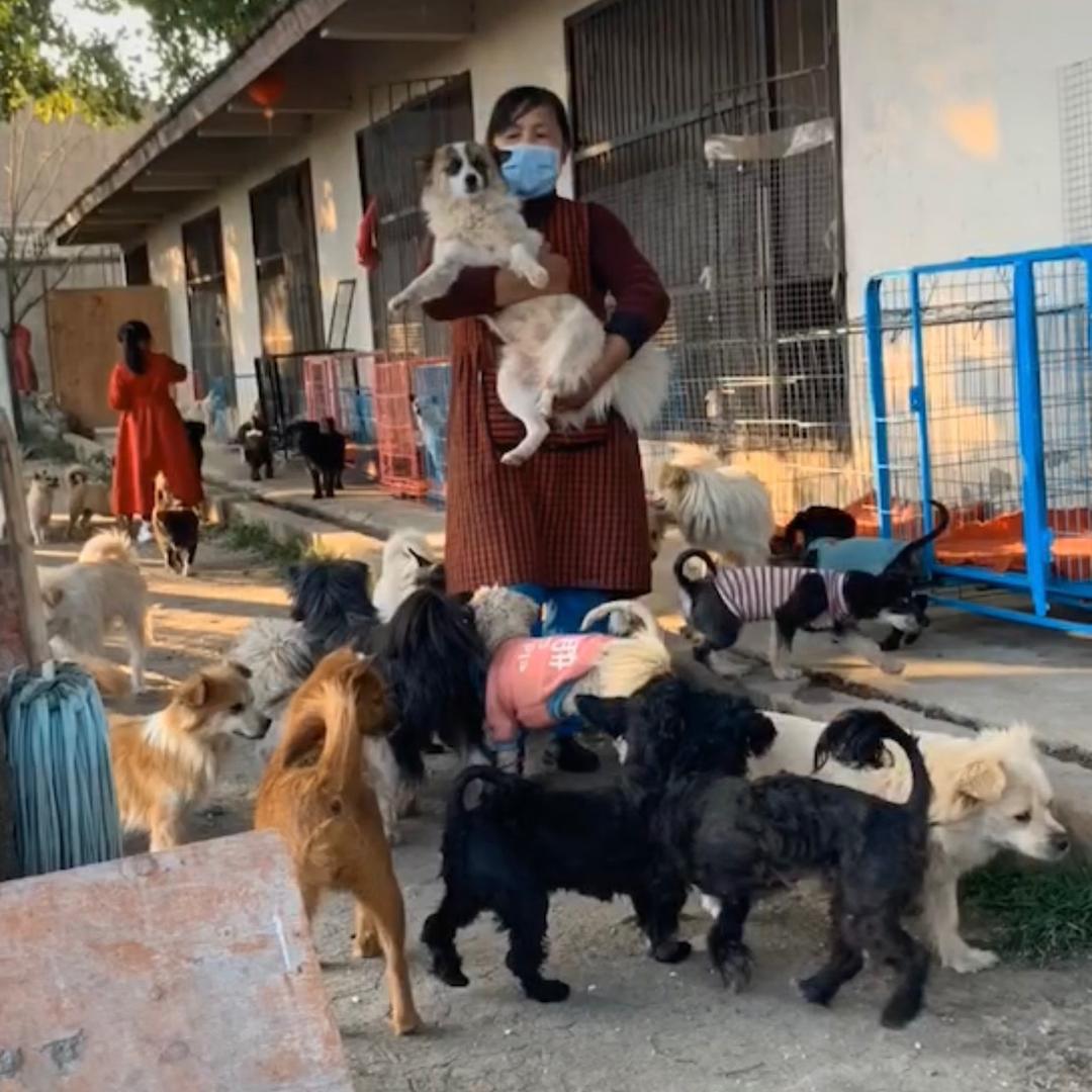 七姐流浪狗基地小号