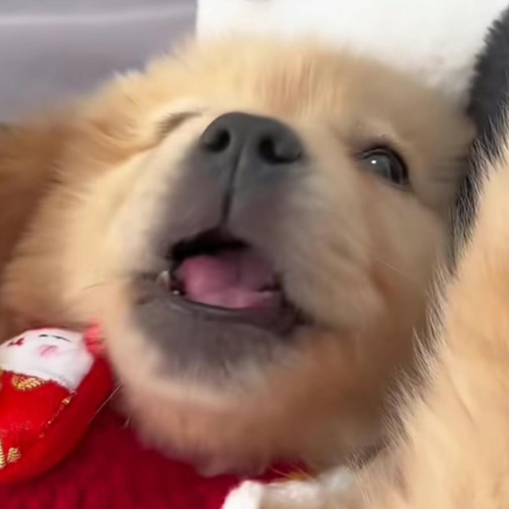 快乐小狗
