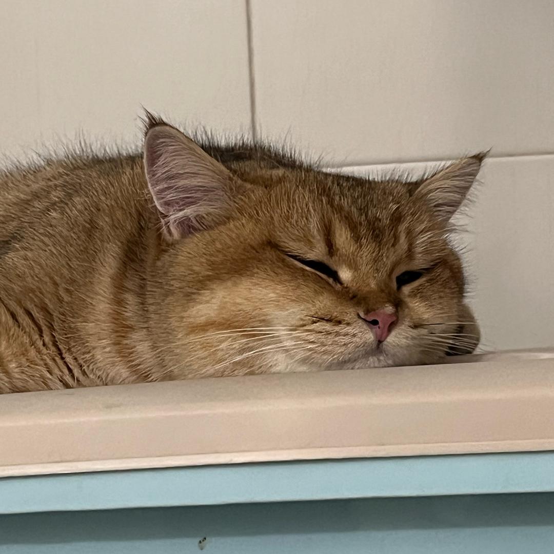 A. _科