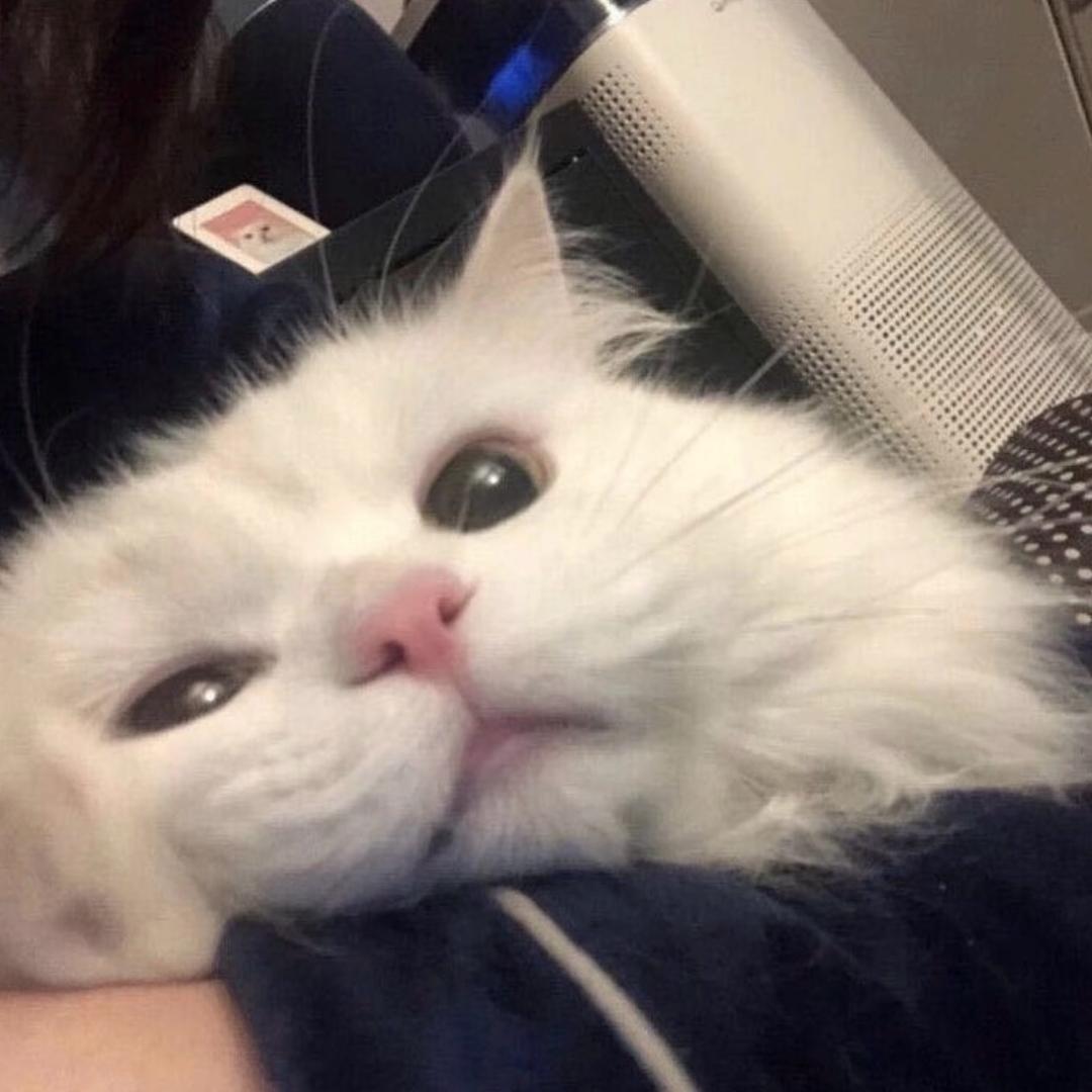 打工挣钱养小猫