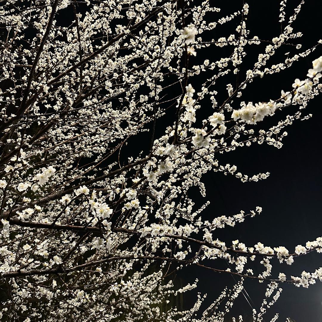 对你的爱变美也