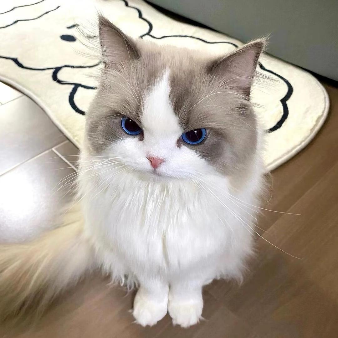 Ragdoll·喵