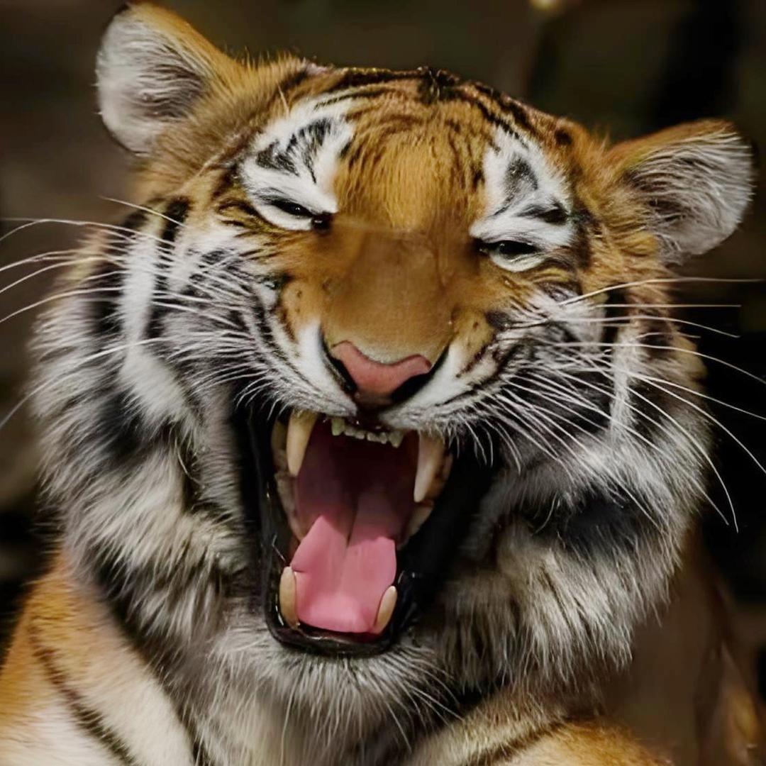 老王动物园@抖音