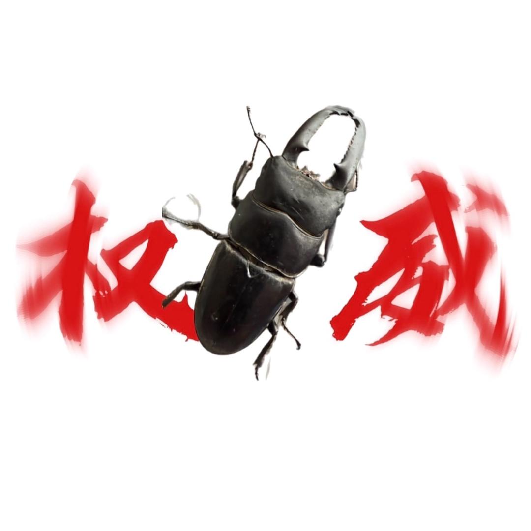 中华大扁锹