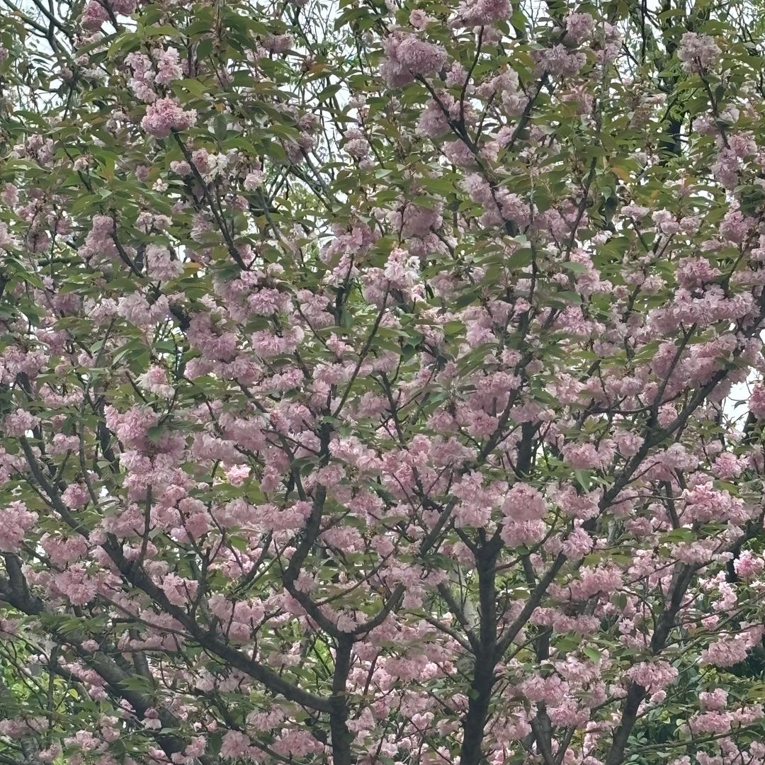爱吃洋芋