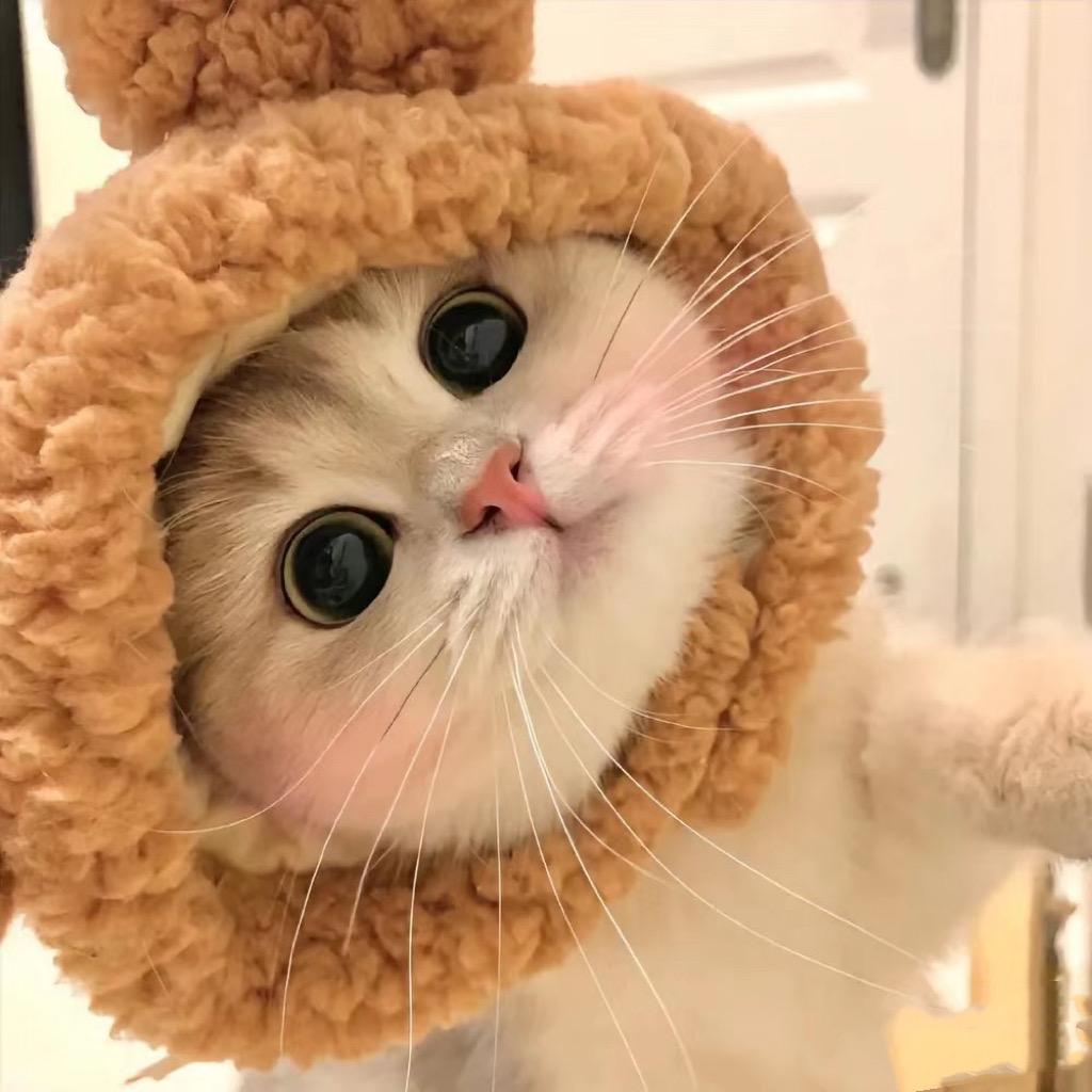MOMO_ᥫᩣᐝ