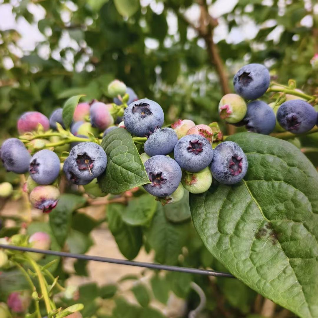 七饭饭鲜果臻选阁