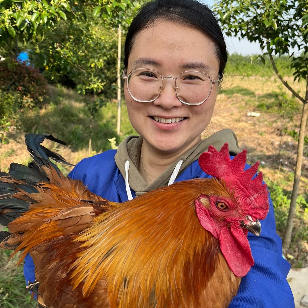 六安淮南草土鸡供应链个体店鑫达鑫直播2号