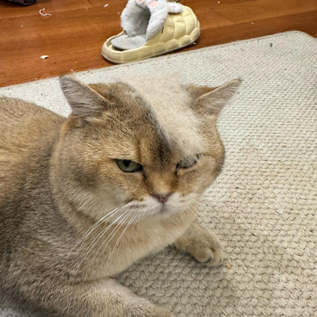 弗雷尔卓德-季青