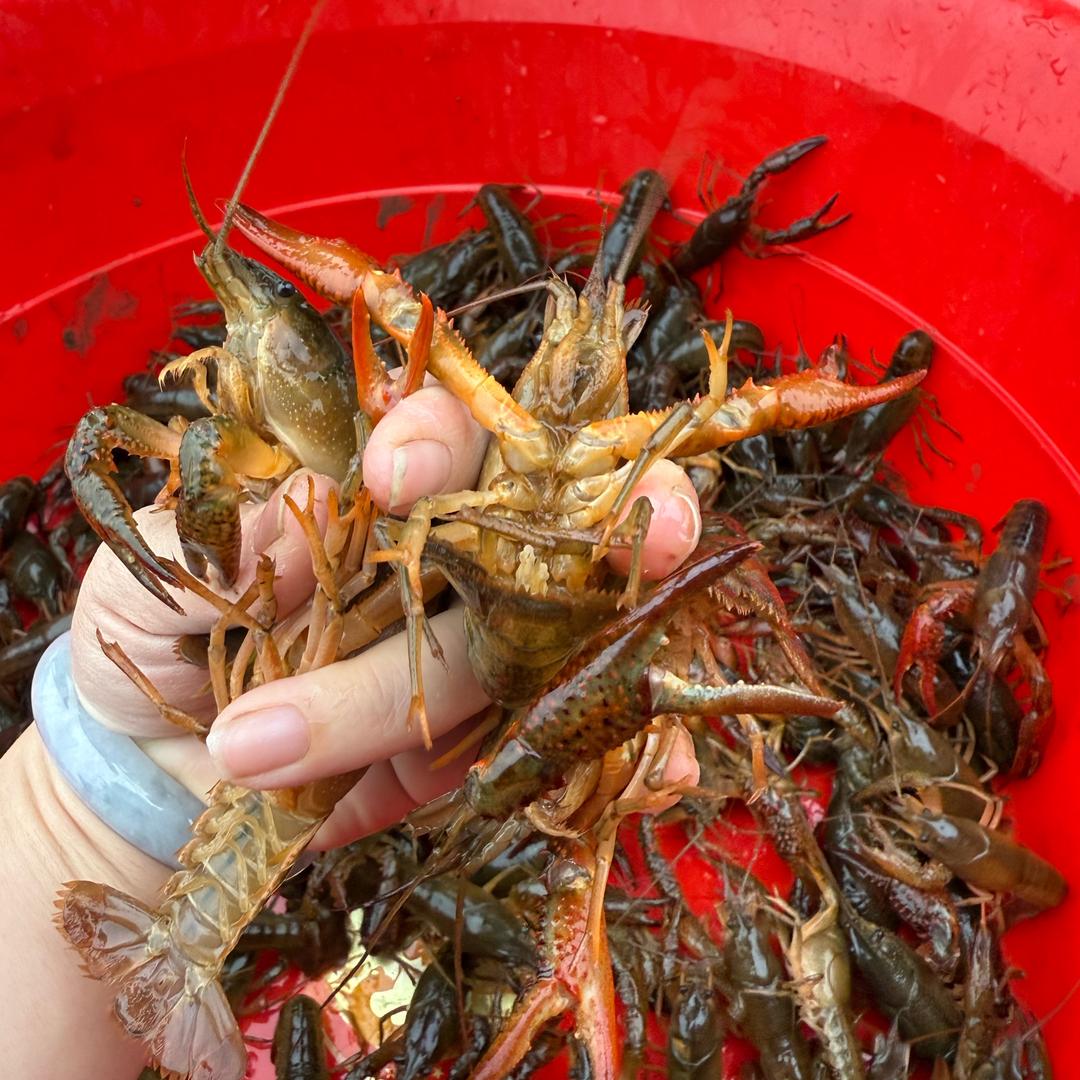 养虾妹仔🦞瑄瑄