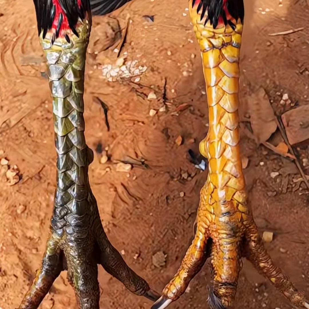 步步为赢（小轮）