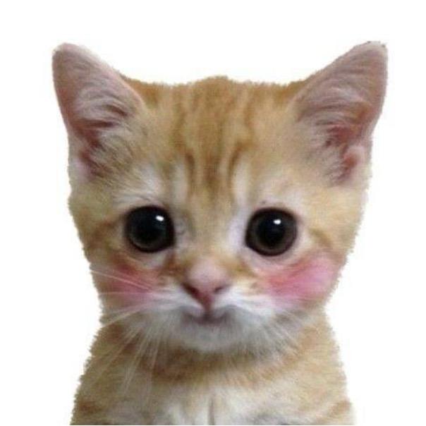 小鹊