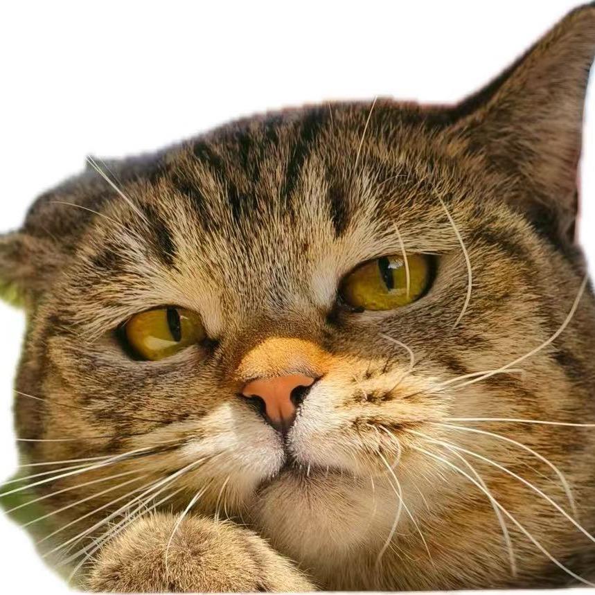 🐱狸猫