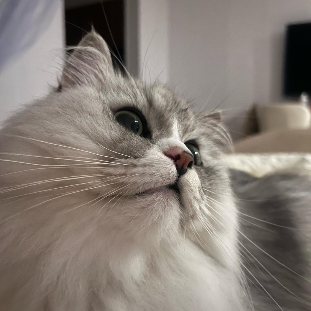 好大鸭梨