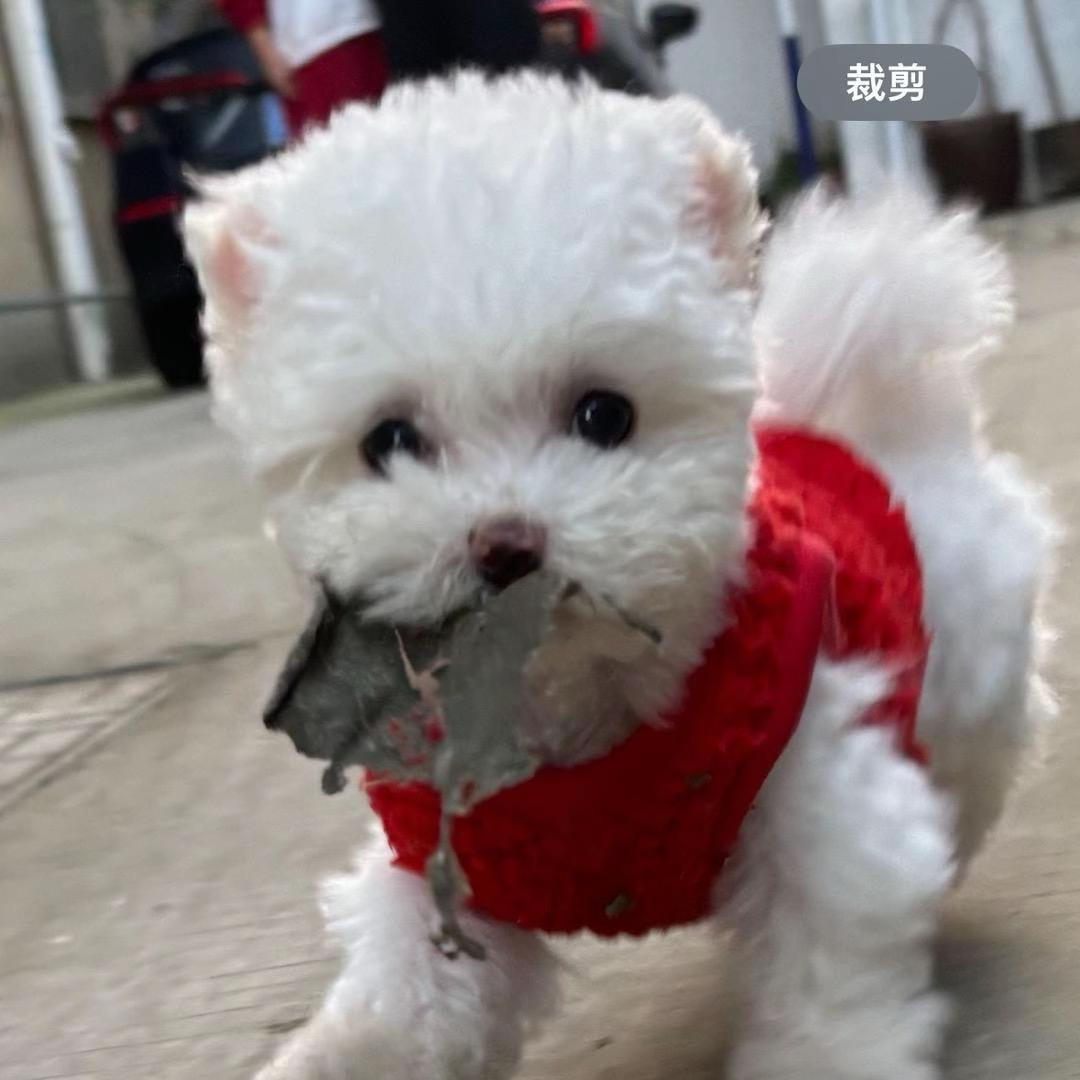 糖宝