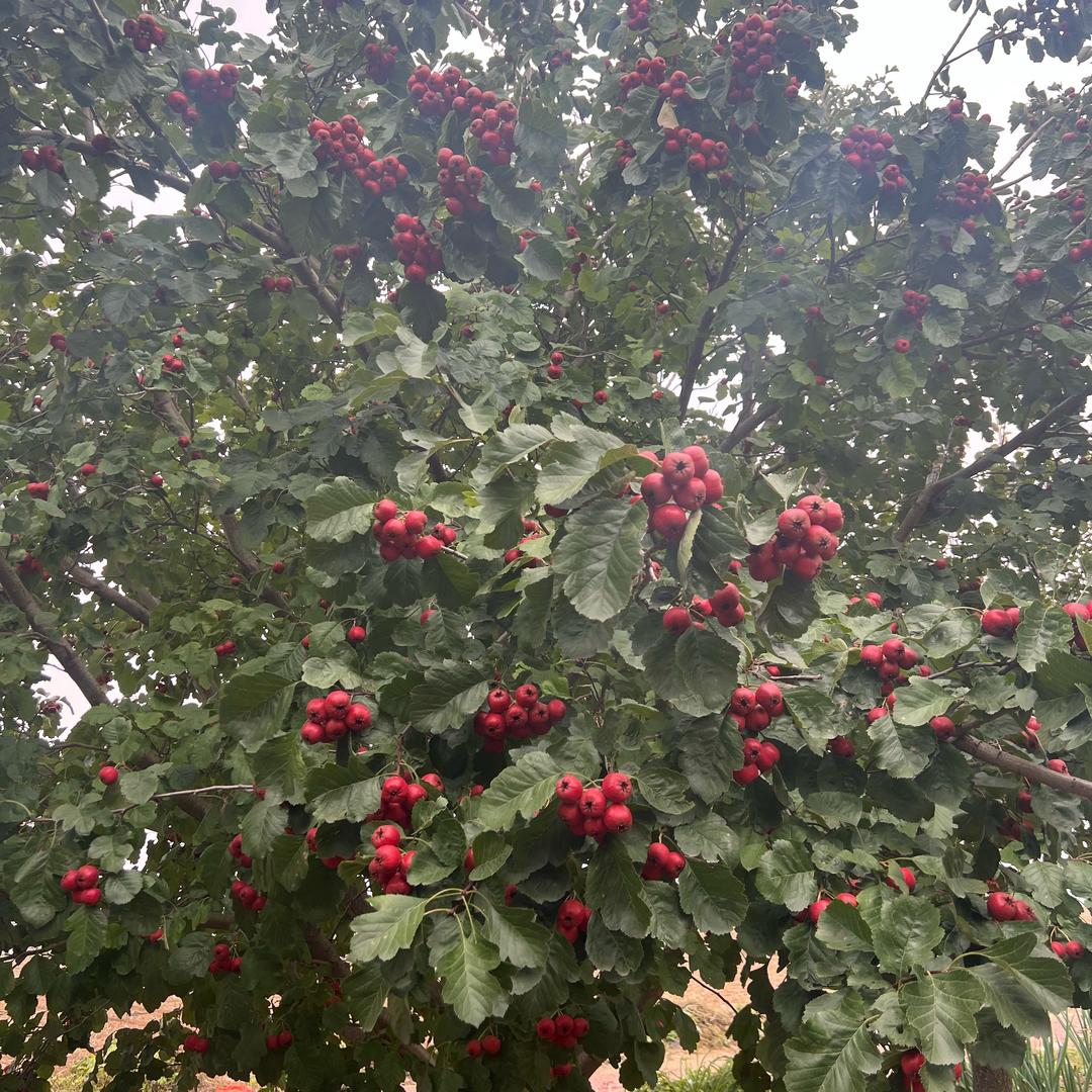 青春不复返