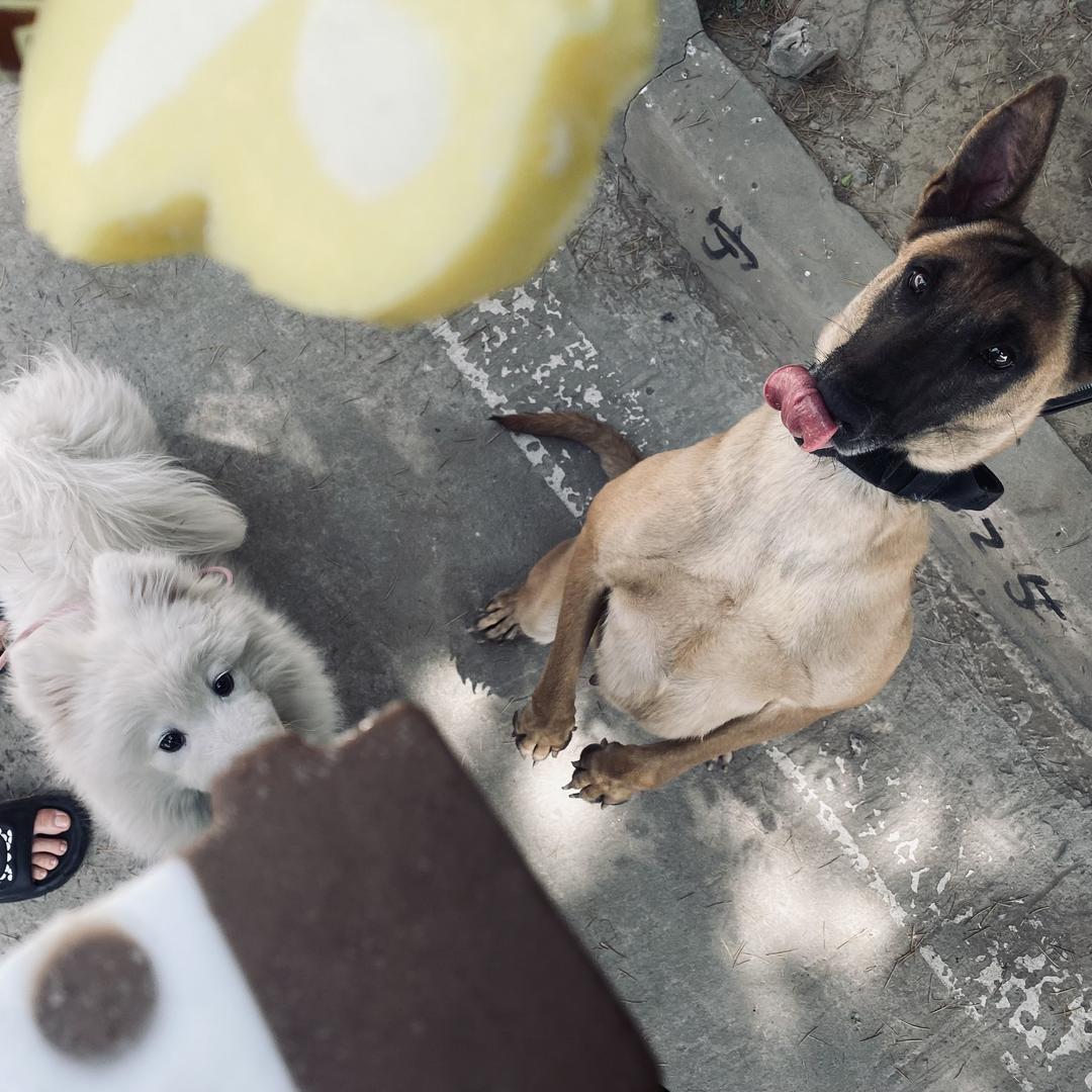 小闫爱玩犬