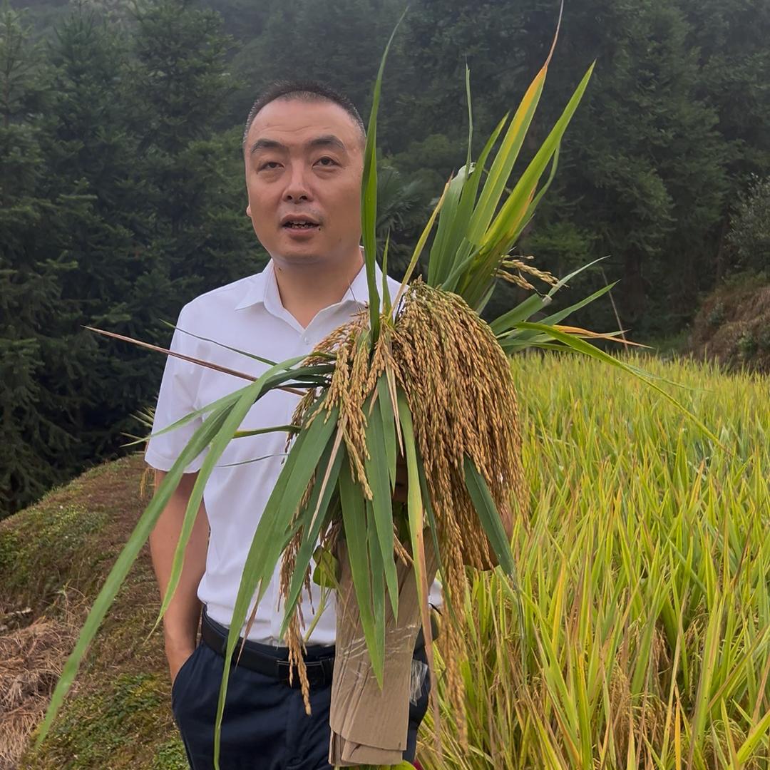 洞口林子书记山里来绿色农副产品