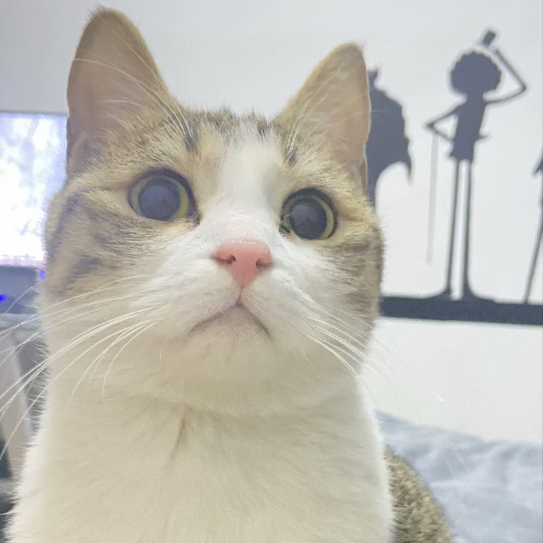 发财噜