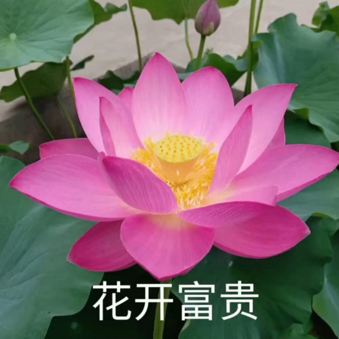刘二姨