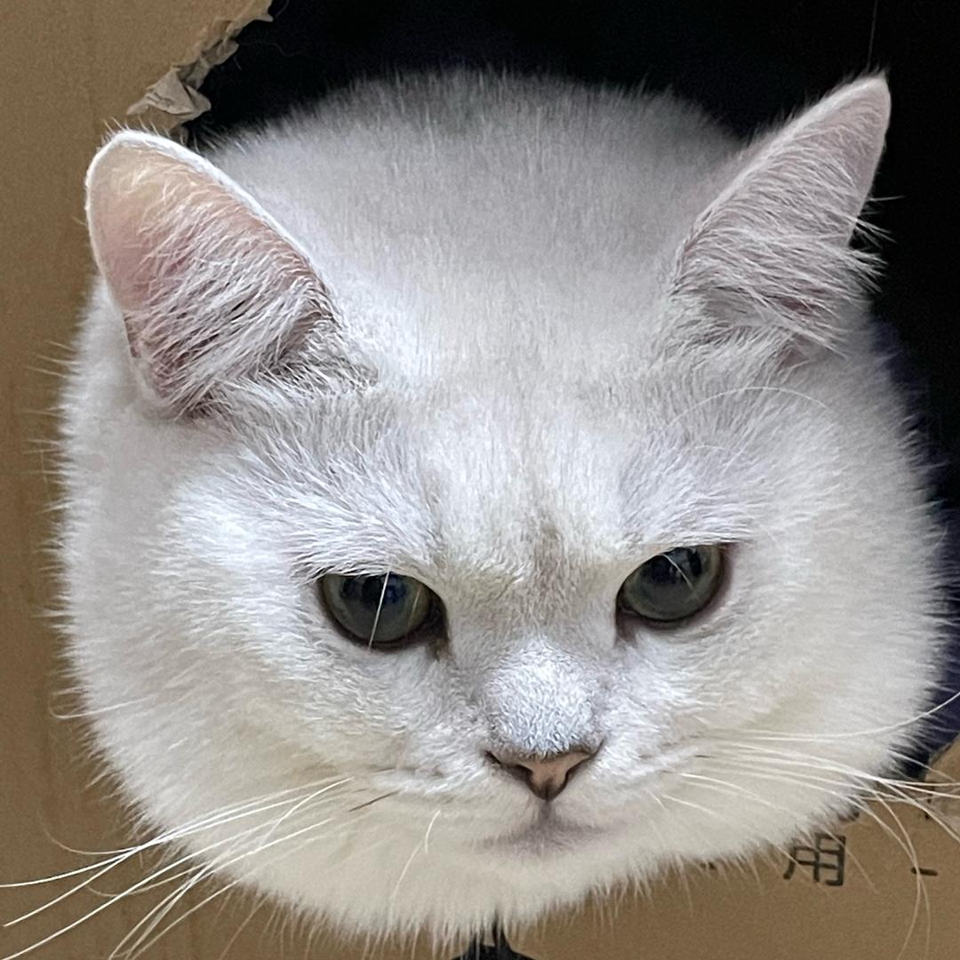 布丁🐱