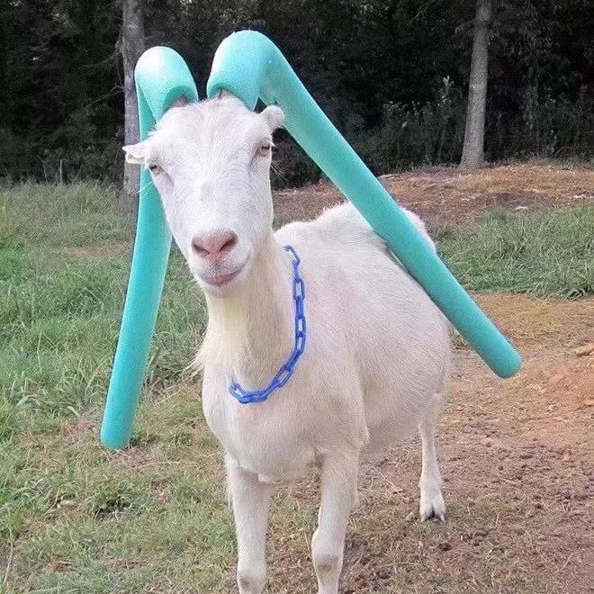我烤嫩羊🐑