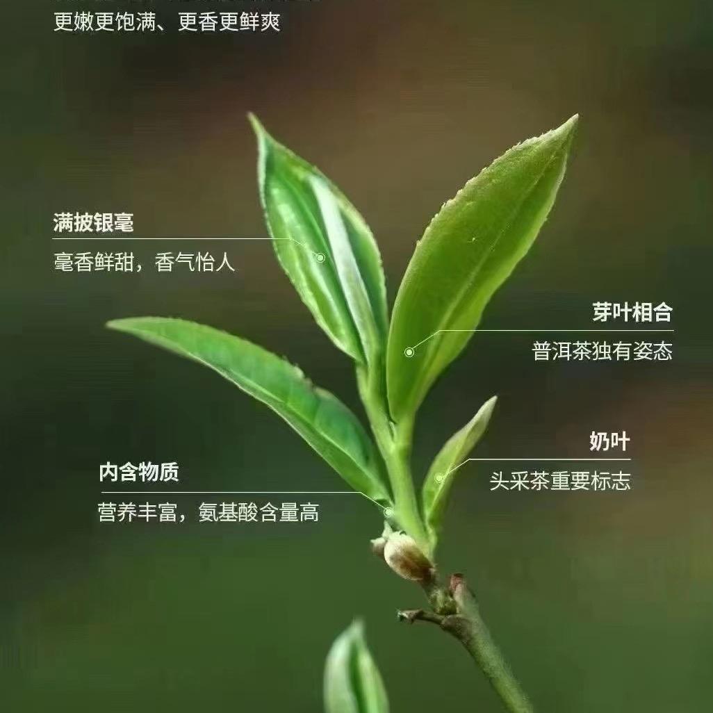 督茶组长【状元哥】