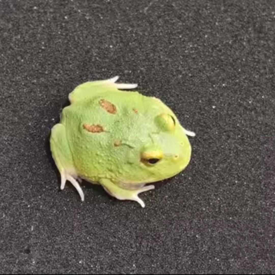 欧巴