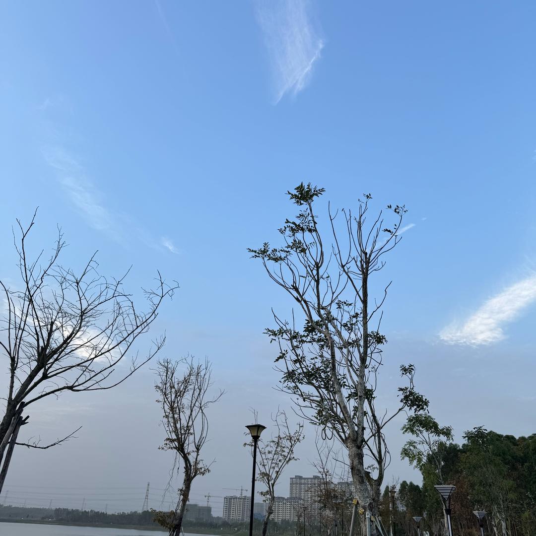 尼古拉斯的大美丽