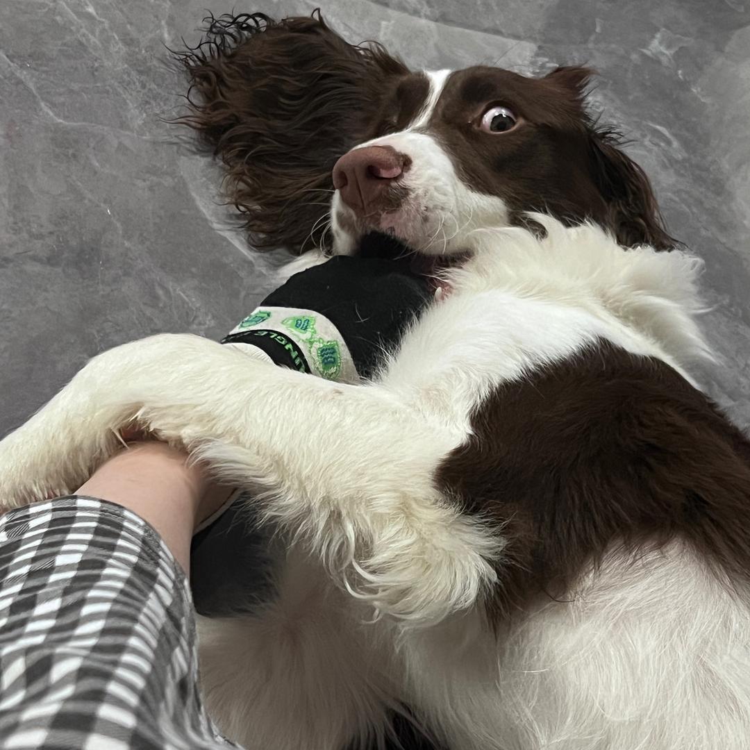 黑神话悟空（图图）