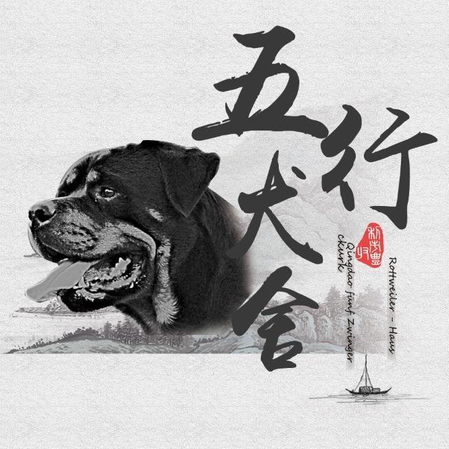 青岛五行罗威纳犬舍