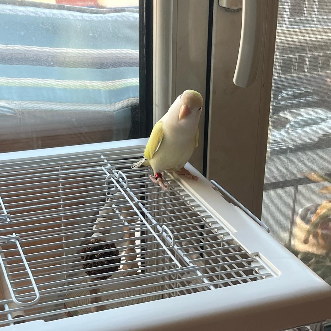 谁娶了康乃馨🌺