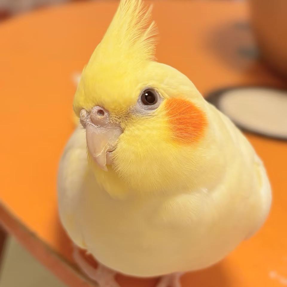 梵羽鹦鹉