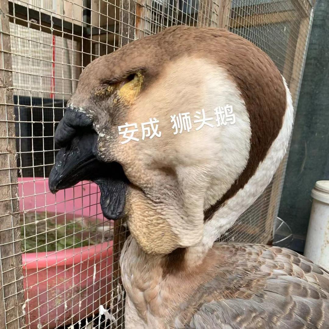 安成禽业