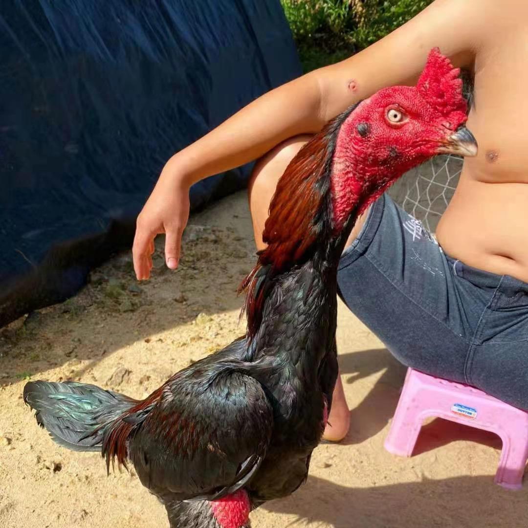 斗鸡爱好者小福