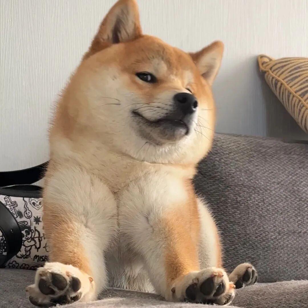 森林与雾