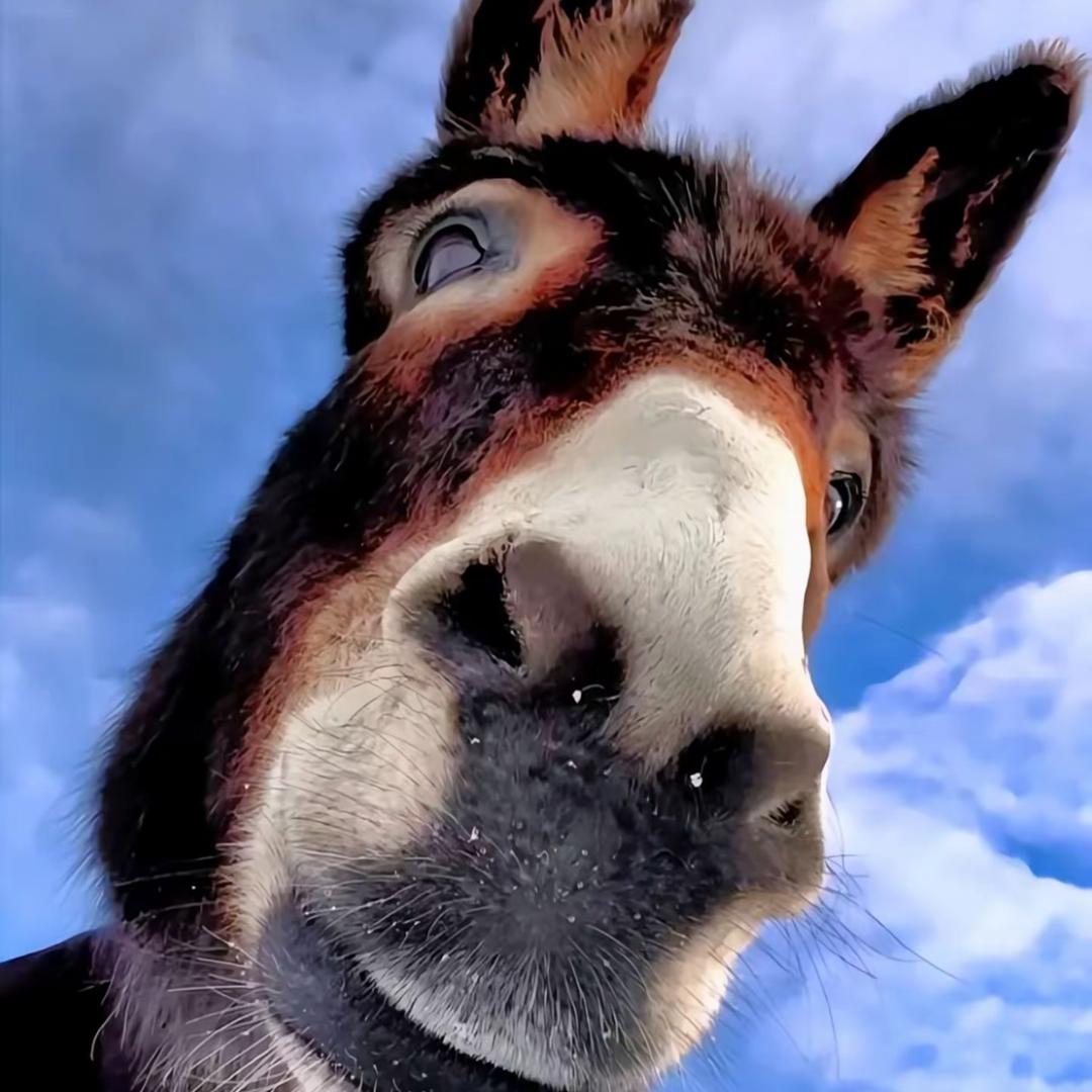 -                 🪰