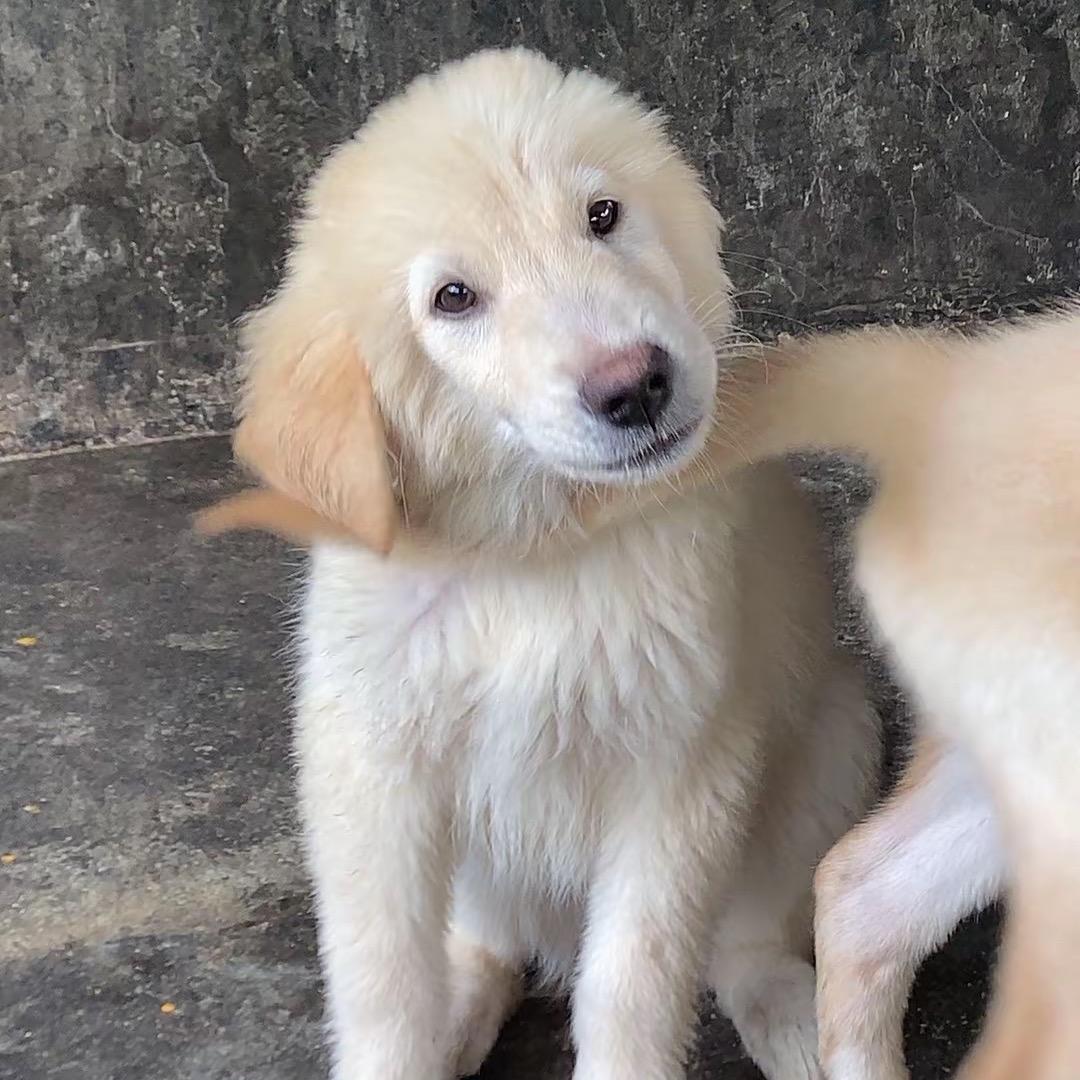 小白金与小拉布