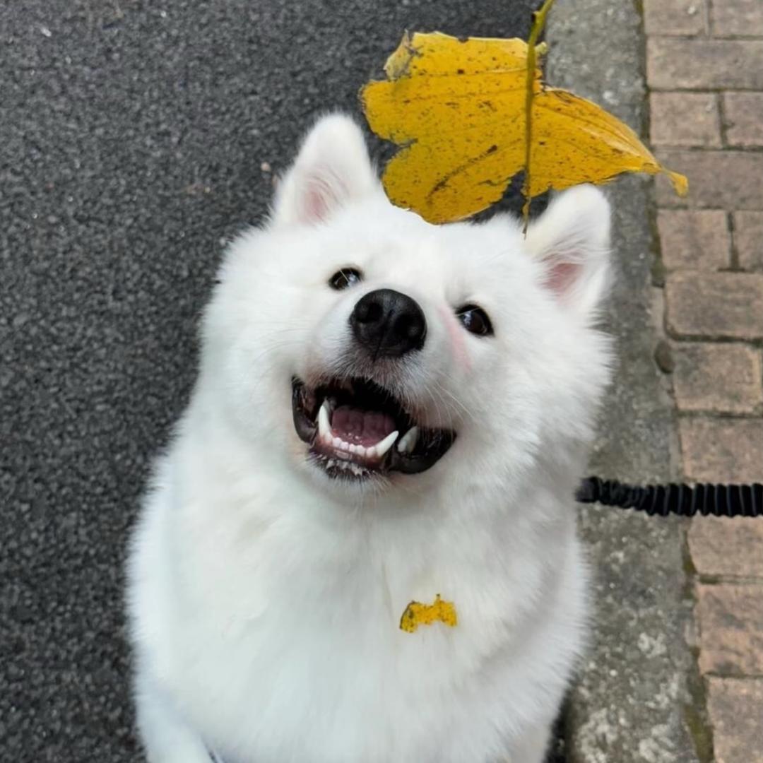 湖南脸谱小肖汽车