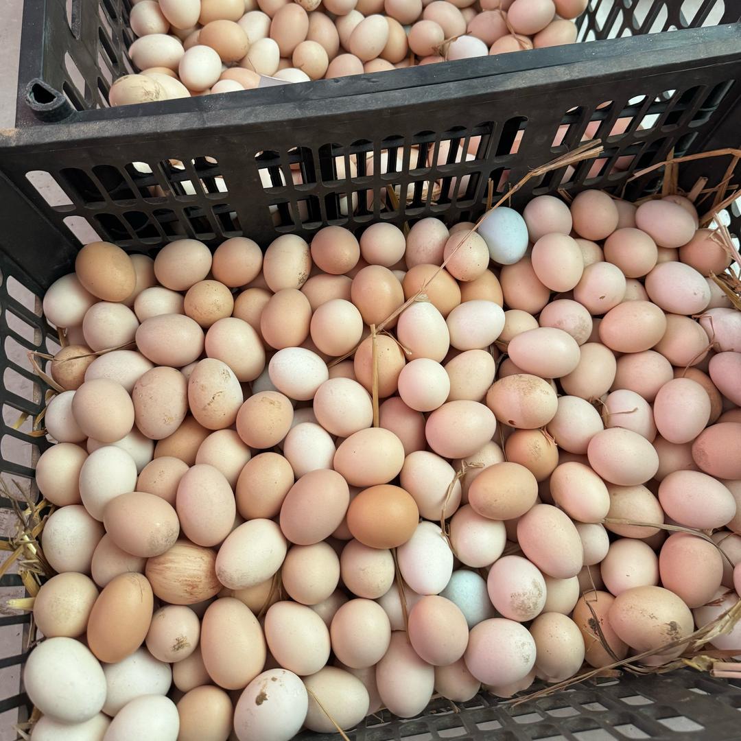 开封散养土鸡(出售土鸡蛋)