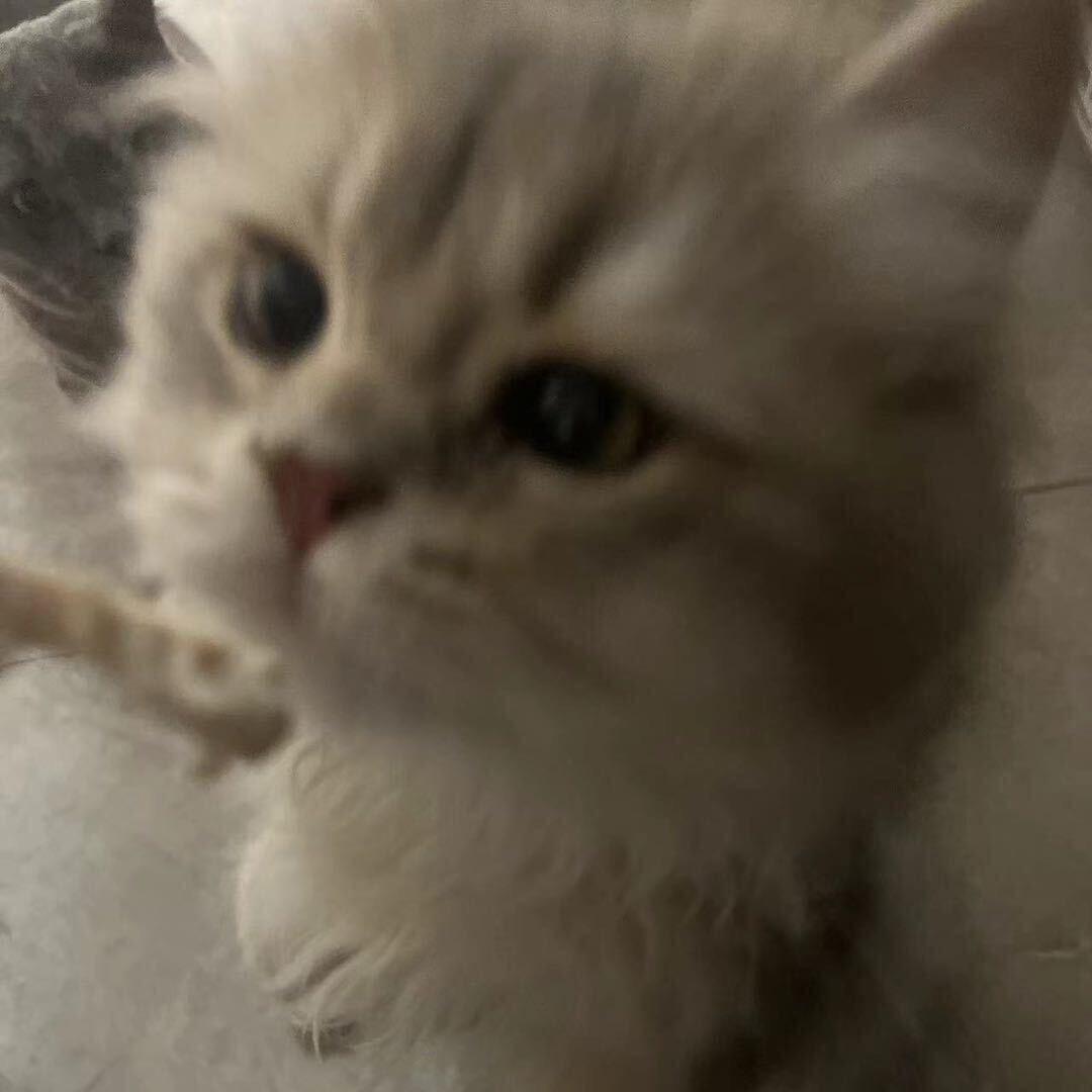 yy